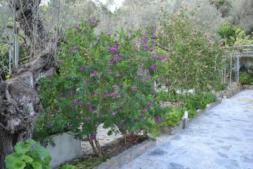 Stelios Studios Megali Ammos (Skiathos) Exterior foto